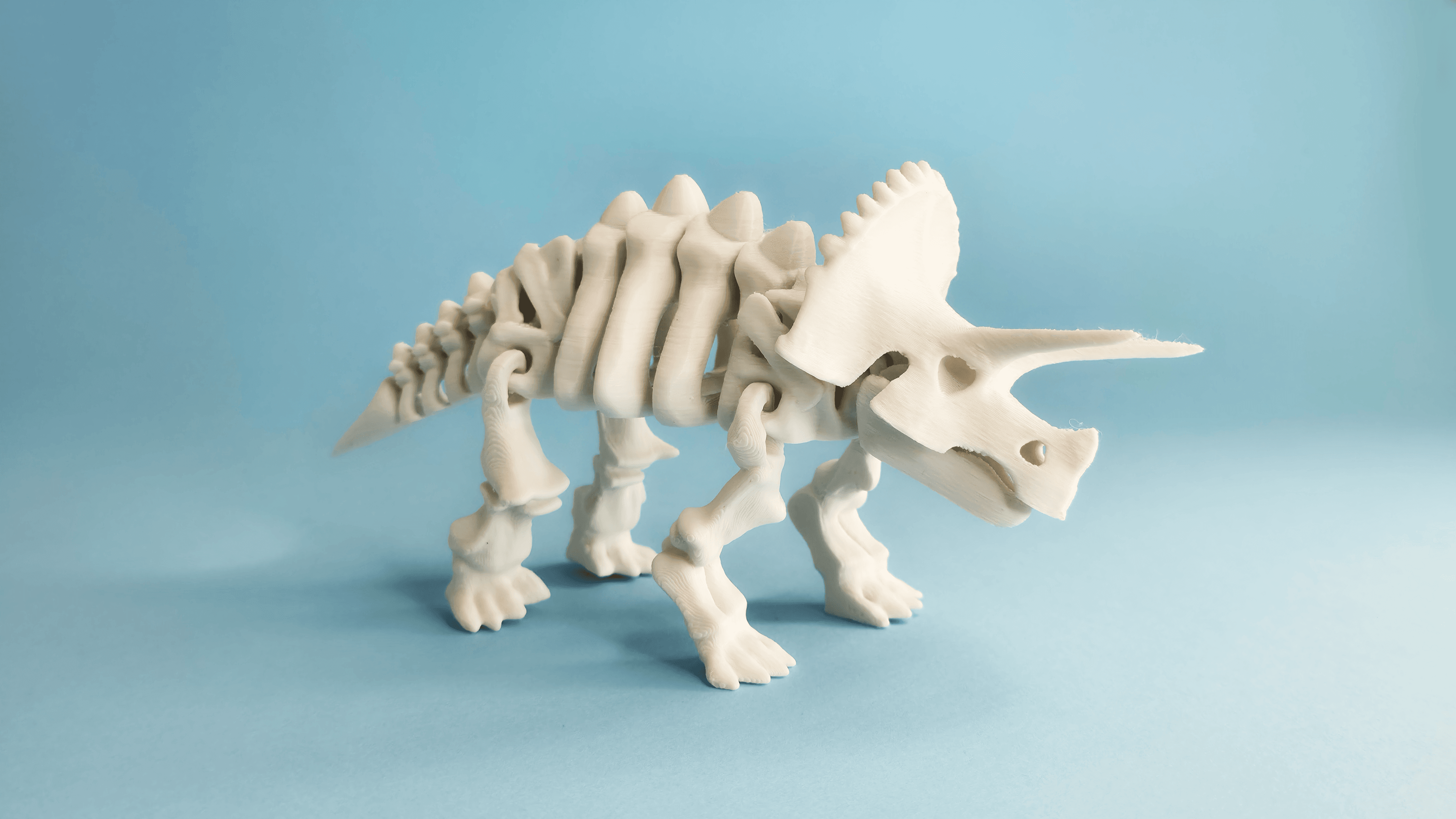 Articulé Squelette Triceratops Dinosaure - Image 3