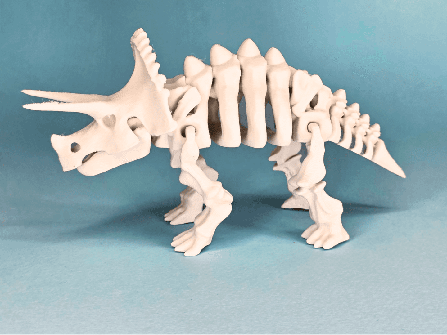 Articulé Squelette Triceratops Dinosaure